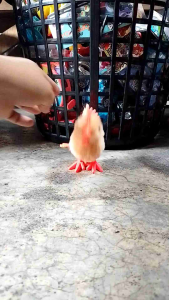Chicken Toys Jumping Chicken