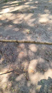 Golok Model Mabale Gendreng: Perkakas Kebun Tebas Kayu & Ranting Multifungsi