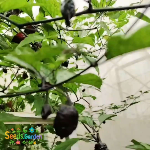 5 BUTIR BIJI/BENIH TANAMAN CABE DORSET NAGA