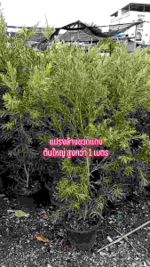 ต้นแปรงล้างขวดดอกสีแดง ต้นสูง 1.00 เมตร (กทม)