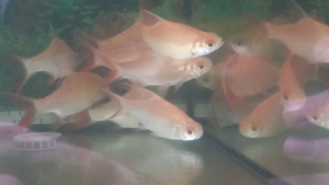 Live Ikan Lampam Merah (Red Tailed Tinfoil Barb) Active Schooling Fish for Aquariums and Ponds 1.5 - 2 Inch Size