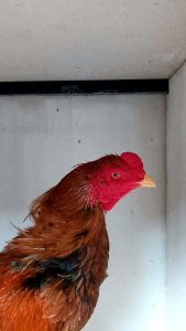 ARAK GOSOK by BOTOH NUSANTARA EXTRA PRIMA MERAH MERONA KULIT TEBAL SEHAT PEREDARAN DARAH LANCAR PEMULIHAN LUKA AYAM CEPAT