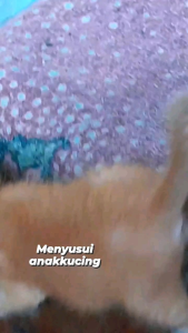 BOTOL DOT SUSU KITTEN 60 ML《KODE1》