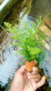 tanaman aquascape pakis air media pot tanah liat.