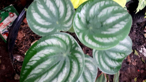 Tanaman Hias Peperomia Semangka Murah