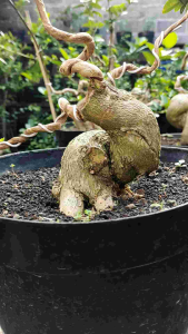 Bonsai Sancang Meliuk Berkarakter: Panduan Perawatan Tumbuhan Mudah