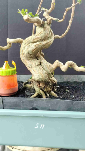 bonsai sancang meliuk berkarakter kode s11