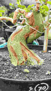 bonsai sancang meliuk lingkar batang 29cm