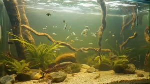 Men Vi Sinh Sống Ủ Truyền Thống Siêu Trong