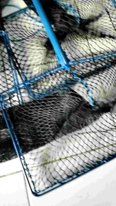 SEROK BROJOL LELE D9