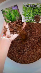 เมล็ดพันธุ์กระถินบ้าน1 กิโล 199 บาท