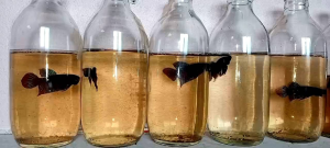 แก้มแดงสายกัดนนทบุรี