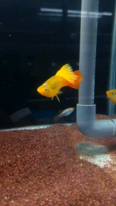 Sunset Gold Hi Fin Variatus Platy/Ornamental fish/Freshwater/Readystock