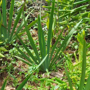 ดอกไอริส สีม่วง ถุงดำ/ดอกใหญ่ ทนแล้ว ดูแลง่ายแตกกอดี