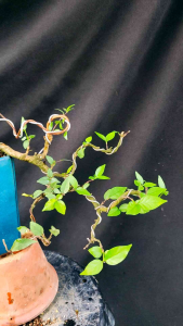 水梅(悬崖试造型)Jasmine Bonsai plant