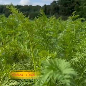 [Virladia Seeds] Biji Benih tanaman Wortel Sweet Carrot