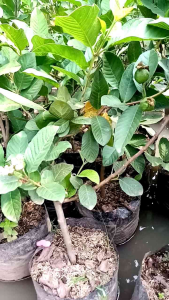 Pohon Jambu Kristal Cangkok Sudah Berbuah / Berbunga