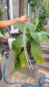 Bộ 2 dây cấp nước nóng lạnh Inox 304 dài 60/80cm Hobby home decor DNL