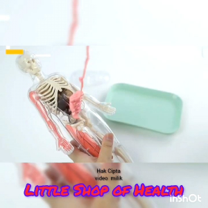 Human Body Anatomy Squishy: Mainan Kedokteran Organ Tubuh, Alat Praktikum Kedokteran, Mainan Sains IPA, dan Mainan Edukatif untuk Anak