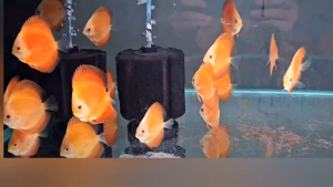 Discus golden 2.5inch +