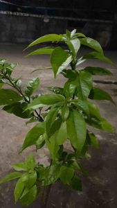 Stek Batang Bougenville 6 Warna (Kuning Putih Majik Merah Ungu Hawai)