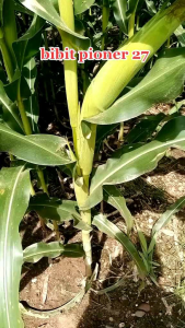 PROMO 1 KG BENIH JAGUNG GAJAH PIONER PE27 KEMASAN REPACKP