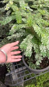 ต้นว่านธรณีศาลด่าง6นิ้ว ว่านธรณีสาร เป็นไม้พุ่ม ออกดอกใต้ใบ ดอกเดี่ยวโคนดอกสีแดงเข้ม ดอกมีขนาดเล็กห้อยลง ลักษณะของดอกน่ารักมาก ... ผลของว่านธรณีสาร เป็นรูปทรงกลม ขนาดเล็ก สีน้ำตาลอ่อน ก้านผลยาว อยู่ใต้ใบ ผลออกเรียงกันเป็นระเบียบเรียบร้อย