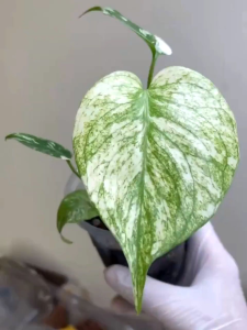 Monstera Mintอนุบาลมากกว่า1เดือนกระถาง3-4นิ้ว