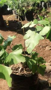 Tanaman Hias Suplir Gajah: Dekorasi Ruangan Unik & Menarik