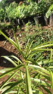 Tanaman zodia / Tanaman pengusir nyamuk