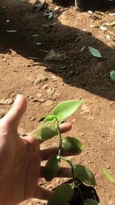 Bibit tanaman herbal vanili flanifolia | vanilli | vanila | Vanilla