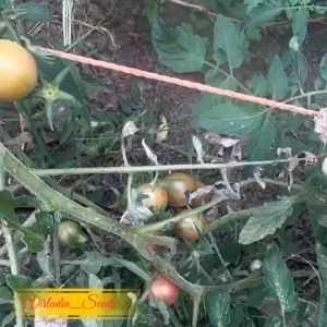 [Virladia Seeds] Biji Benih Tomat Chocolate Pear Tomato