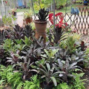 Aechmea Bromeliad - สับปะรดสีมาลาย ลายขาวดำ รูปลักษณ์เท่มาก ส่งแบบถอดกระถาง