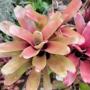 สับปะรดสี นีโอไฟร์บอล Neo. Fireball สีแดง หน่อใหญ่ เลี้ยงง่าย ขนาดสูงสำหรับบริหารส่วนตัว ส่งแบบถอดกระถาง