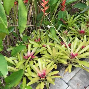 สับปะรดสีนีโอคอมแพคต้า Neo. Compacta เลี้ยงง่าย ส่งแบบถอดกระถาง