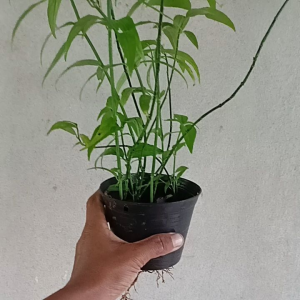 พญายอ เสลดพังพอน(ตัวเมีย) สมุนไพรไทย กระถาง 4 นิ้ว