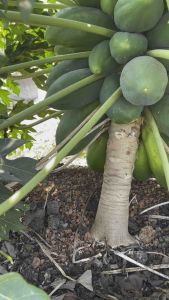 ต้นมะละกอพันธุ์เตี้ยชุมแพ💥ชุด2ต้น💥ลูกดกเนื้อแน่น เก็บผลง่าย มะละกอพันธุ์เตี้ย มะละกอพันธุ์ - Lazada