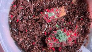 Red Springtails Starter Colony | Bioactive Cleaner Crew | Live Springtails