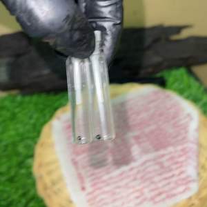 Sebiji Geliga Semut Hitam / Semut Keriang Asli 100% BARANG SUKAR DIJUMPAI