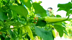 benih cabe rawit BONANG RS 10gr buah keras type terbaru