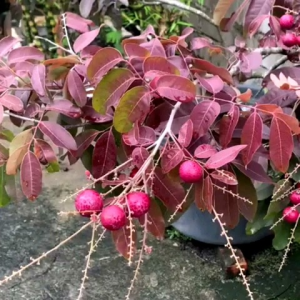 Bibit KELENGKENG MERAH | Ruby Longan