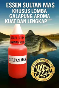 Essen Ikan Mas Induk Babon Gacor Lomba Sultan Mas Paling Bagus