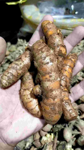 Kunir jumbo - kunir segar - kunir deriji - bahan kunir asem - kunyit - herbal tradisional