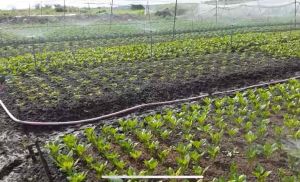 Bộ 10 béc tưới cây xoay tự động 360