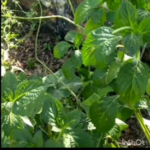 Anak pokok herba pecut kuda 玉龙鞭 （ Penyakit gastrik/胃病）