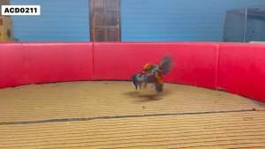 ไข่ไก่ชน ลูกแสนซน(แสนกล) ชุด3ไบ รับประกันเชื้อจัดส่งไว