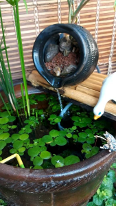 ไหน้ำรินปรับฮวงจุ้ยสีดำดำ**เเถมฟรีสายยาง