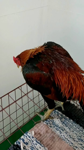 Hồng sâm protease kích lực gà