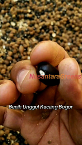 Benih Kacang Bogor Paket 100 Biji