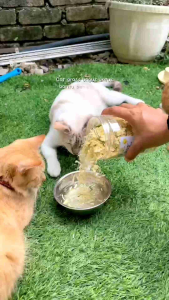MeowMau 100% Fresh Cat Grass Egg Yolk Chicken Floss (100gram) Cat Snacks Pet Snack 宠物鸡肉松 Makanan Kucing Segar